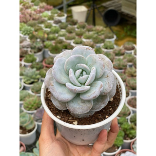 [Size Trung] Sen Đá Laui Hư 1 Đổi 1
