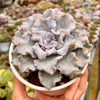 Sen đá beauty hư 1 đổi 1