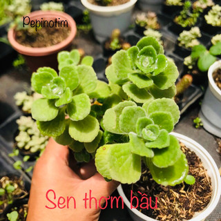 Sen thơm nhất mạt hương, mùi thơm, dễ trồng