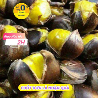 2KG hạt dẻ sống/dẻ tươi ngon cơm vàng bở hạt to