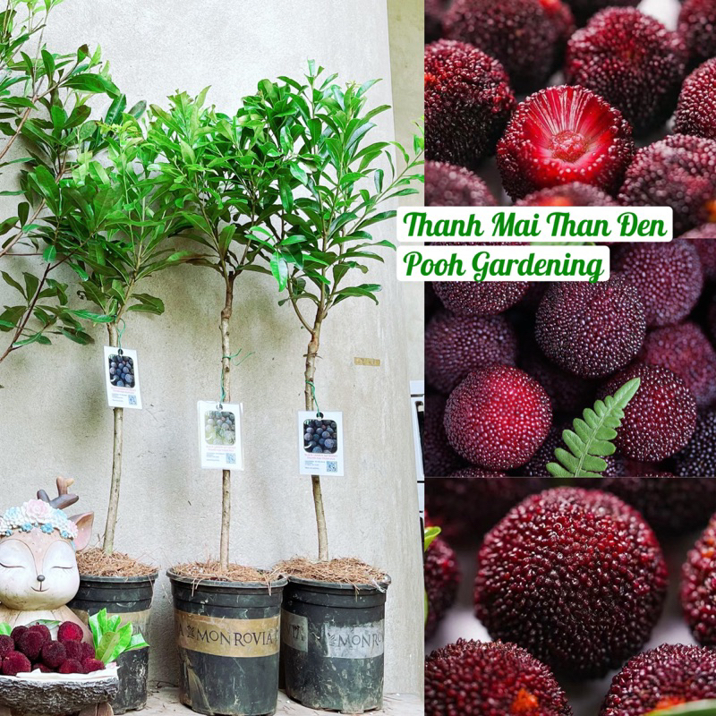 THANH MAI ĐEN| CÂY ĂN TRÁI