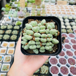 Conophytum - Cono xanh - bụi chung gốc nhiều đầu