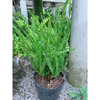Cây Dương Sỉ Lá Me