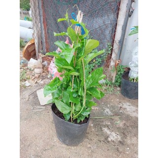 Chanh dây leo lớn