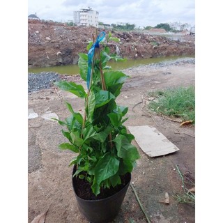Chanh Dây Leo Lớn