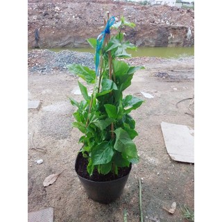 Chanh Dây Leo Lớn