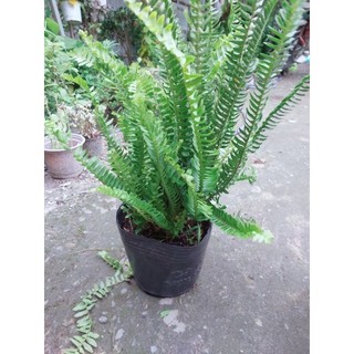Cây Dương Sỉ Lá Me