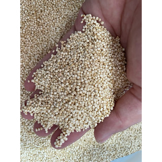 diêm mạch quinoa - hạt diêm mạch
