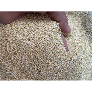 diêm mạch quinoa - hạt diêm mạch