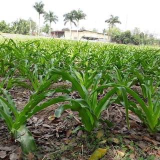 Cây Giống Trinh Nữ Hoàng Cung - 1 Củ giống