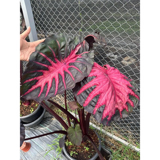 Cây Môn giống có lá Colocasia redemtion -nhập khẩu Thái lan