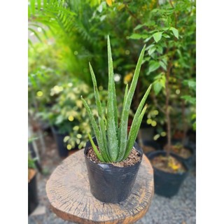 Cây nha đam 30-40cm