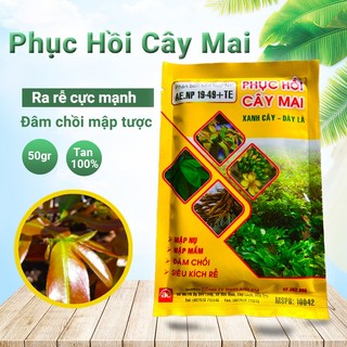 Phân bón phục hồi cây mai vàng, kích rễ cực mạnh, bung chồi đâm tược, mập đọt xanh cây tàn dù