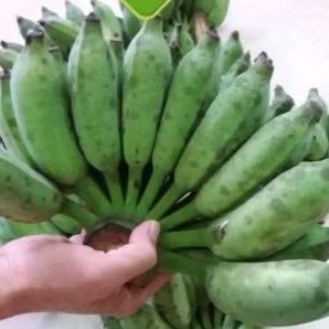 Combo 2kg chuối xiêm tại vườn nhà trồng ( chỉ giao khu vực miền nam )