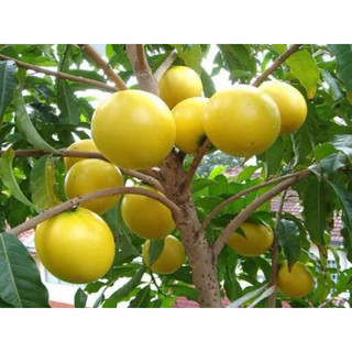 Cây Vú Sữa Hoàng Kim cao 80-90cm, Ảnh thật tại vườn