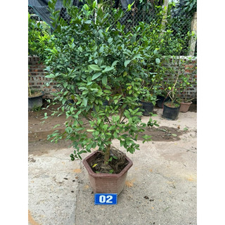Cây Chanh Tứ Quý Sẵn Quả, Cây To, Ảnh thật chụp tại vườn