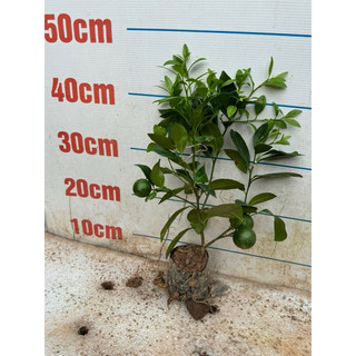 Cây Giống Chanh Tứ Quý ( cây chiết) hàng sẵn quả, ảnh thật chụp tại vườn ạ