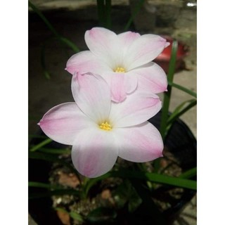 3 củ huệ mưa lily pie