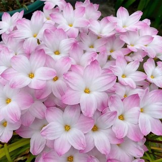 3 củ huệ mưa lily pie