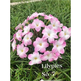 1 củ huệ mưa lily pie