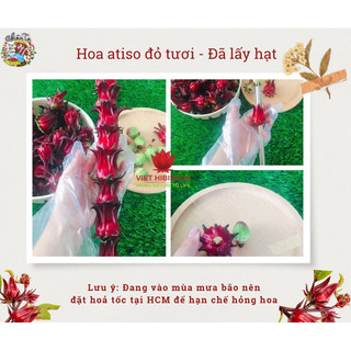 Hoa atiso đỏ tươi [ĐÃ LẤY HẠT] - Hibiscus - Bụp giấm tiện lợi