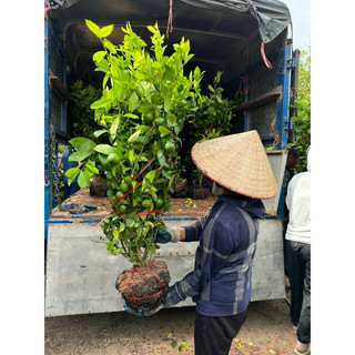 Chanh Chiết Sẵn Quả, cao khoảng 1m3-1m4, ảnh thật tại vườn