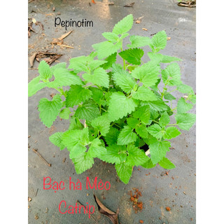 Cây bạc hà mèo catnip lớn nhiều gốc, dễ trồng cho bé mèo