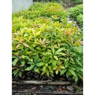 Cây giống lộc vừng đỏ