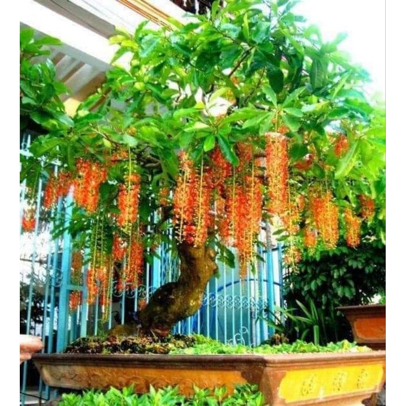 Cây giống lộc vừng đỏ