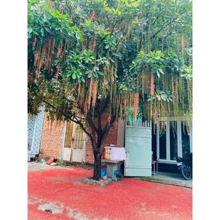 Cây giống lộc vừng đỏ