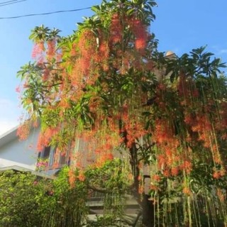 Cây giống lộc vừng đỏ