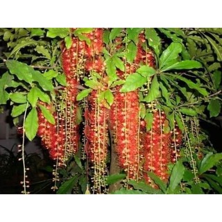 Cây giống lộc vừng đỏ