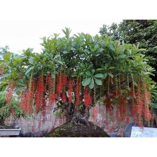 Cây giống lộc vừng đỏ