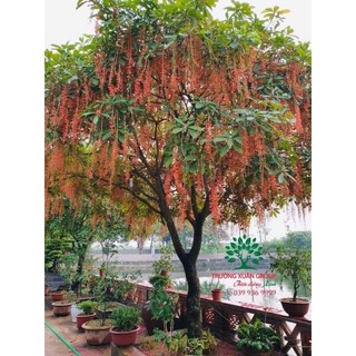 Cây giống lộc vừng đỏ