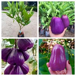 cây roi tím Thái Lan ( cây mận tím thái lan) chuẩn giống