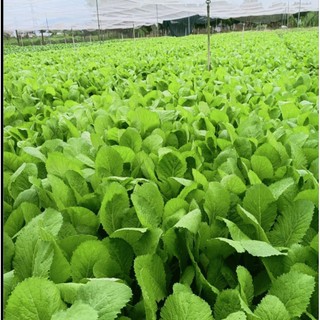 Hạt giống rau cải xanh (cải cay) ăn sống gói 5gr - 100gr