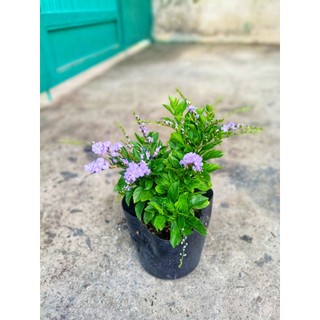 Cây chuỗi ngọc hoa tím thái chưa hoa