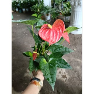 Cây hồng môn thanh lý (loại có 3_4 hoa) bụi to,cây khoẻ