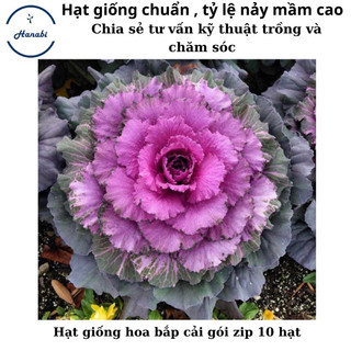 Hạt giống hoa bắp cải