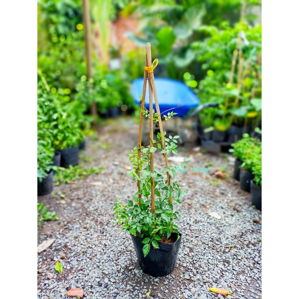 Cây dây leo đăng tiêu 50-60cm(chỉ giao hỏa tốc HCM)