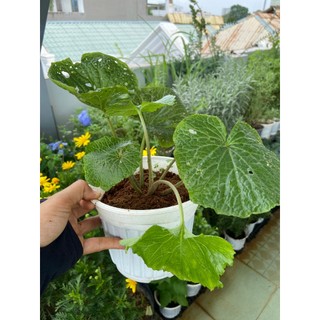 Cây mù tạt Wasabi Nhật Bản - Jun Garden