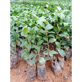 Cây giống trà my tứ quý ( đủ màu)