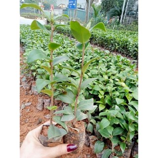 Cây giống trà my tứ quý ( đủ màu)