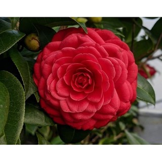 Cây giống trà my tứ quý ( đủ màu)