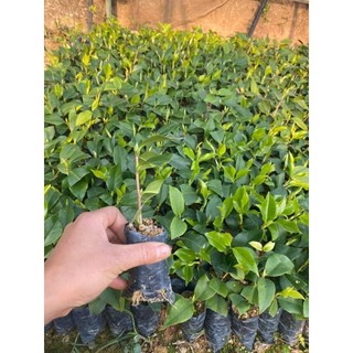 Cây giống trà my tứ quý ( đủ màu)