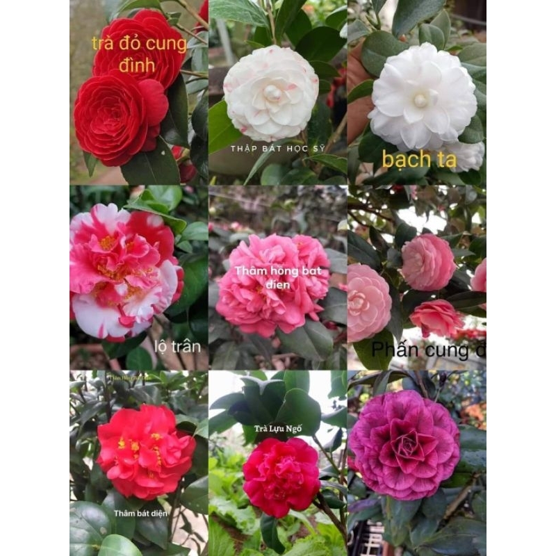 Cây giống trà my tứ quý ( đủ màu)