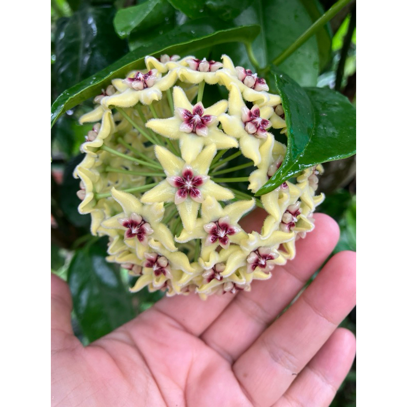 Cây giống cẩm cù vàng
