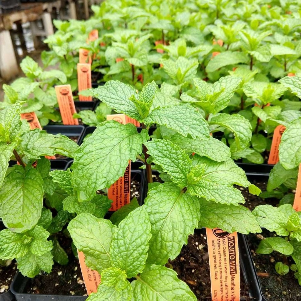 Cây Bạc Hà Mojito Mint Dùng Làm Mojito, Pha Chế, Bếp Bánh Jun Garden