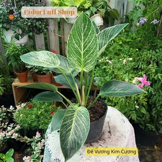 Cây Trầu Bà Đế Vương Kim Cương (cao 25 - 30cm), cây phong thủy mini trồng trong nhà, kiểng lá trang trí nội thất, giá rẻ
