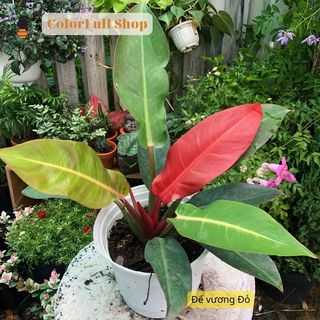 Cây Trầu Bà Đế Vương Đỏ, Kiểng lá phong thủy trồng trong nhà, giá rẻ